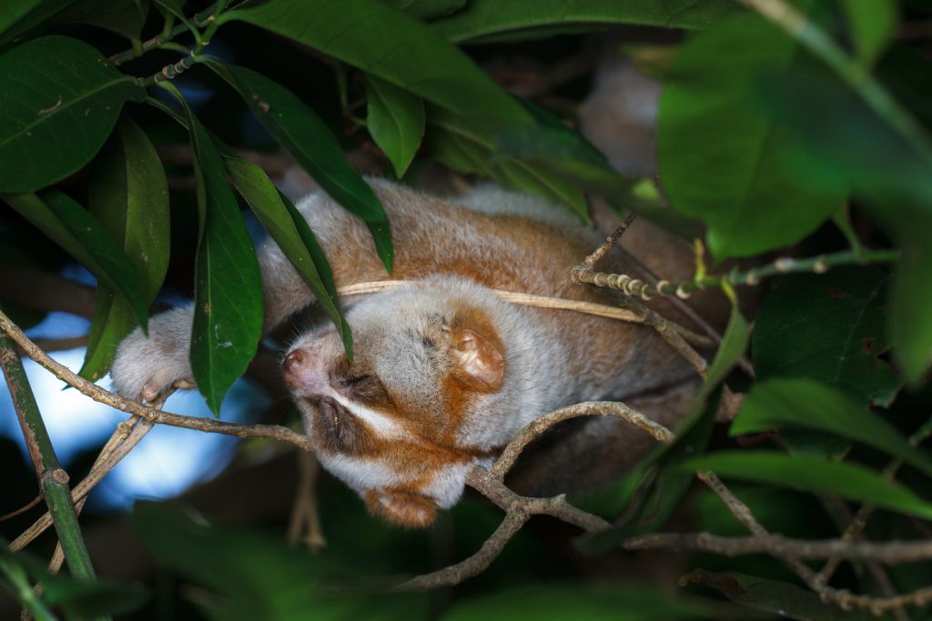 Bengalischer Plumplori kuschelt an einem Ast, umgeben von grünen Blättern.
