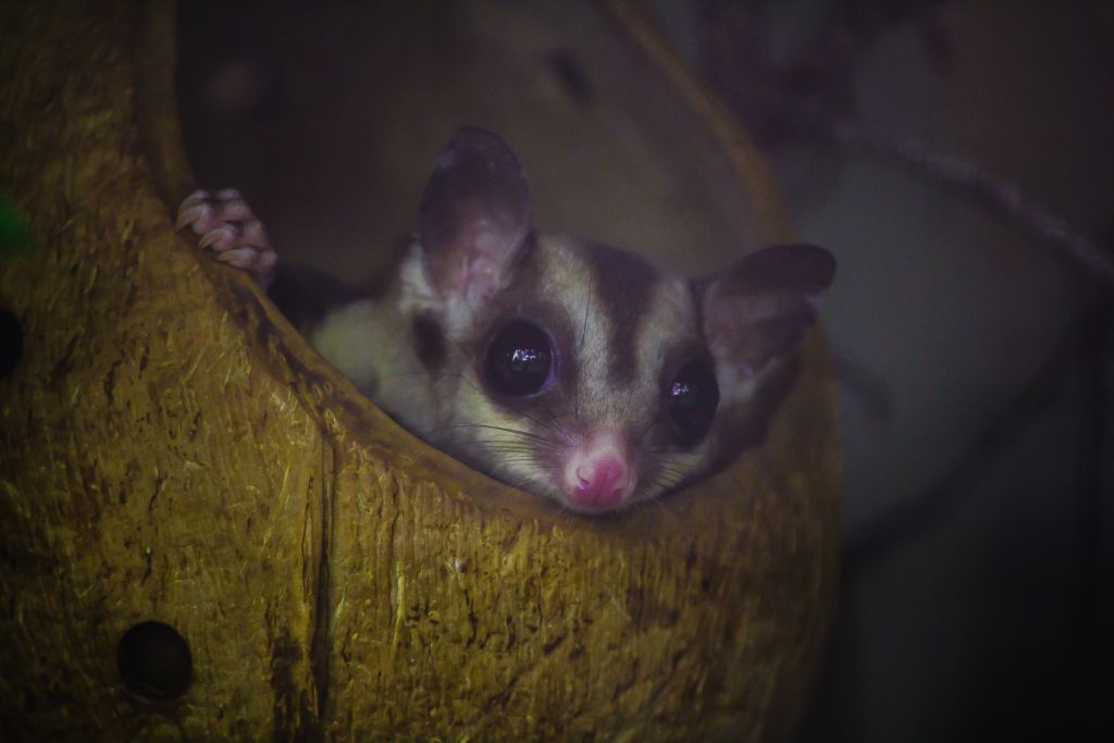 Java-Plumplori schaut neugierig aus einer Kokosnusshöhle.