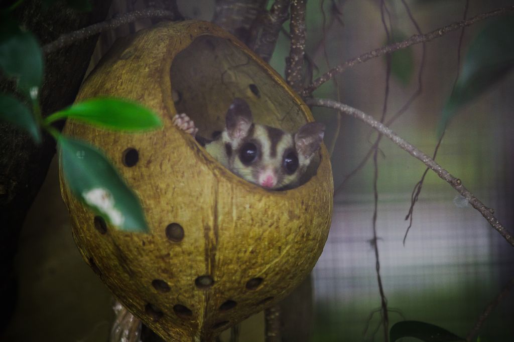 Java-Plumplori lugt neugierig aus einer Kokosnusshöhle.