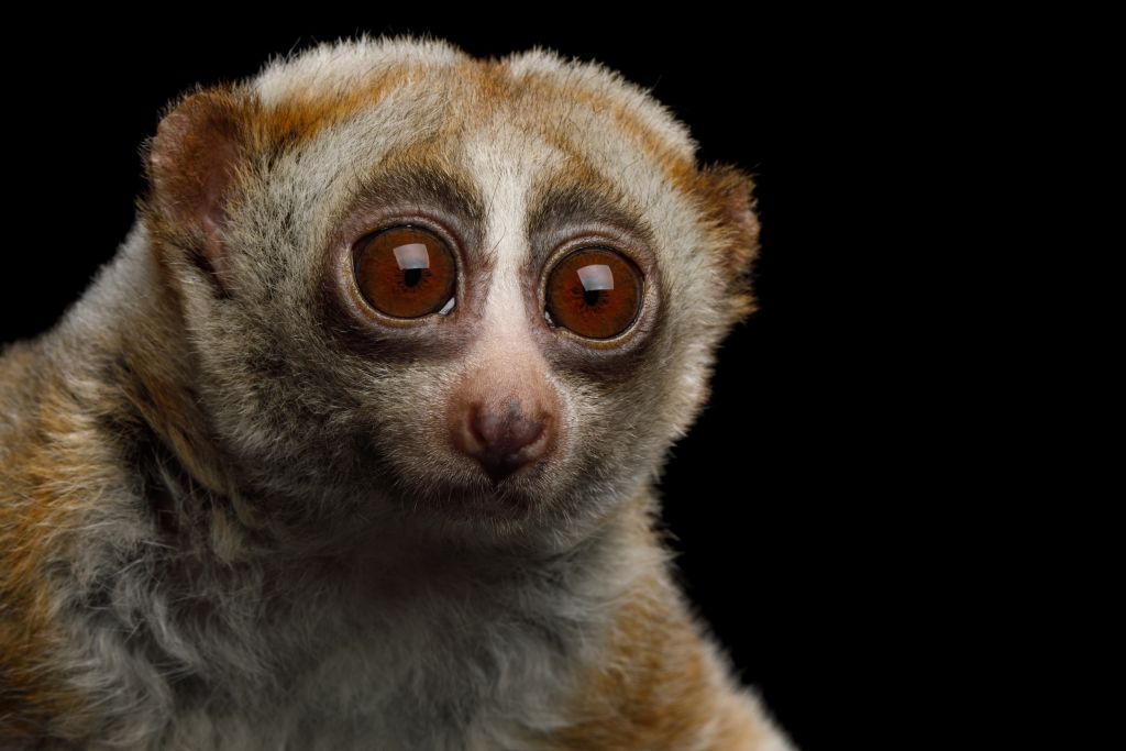 Kayan Plumplori mit ausdrucksstarken Augen auf schwarzem Hintergrund, ein Blick in die Seele des Dschungels.