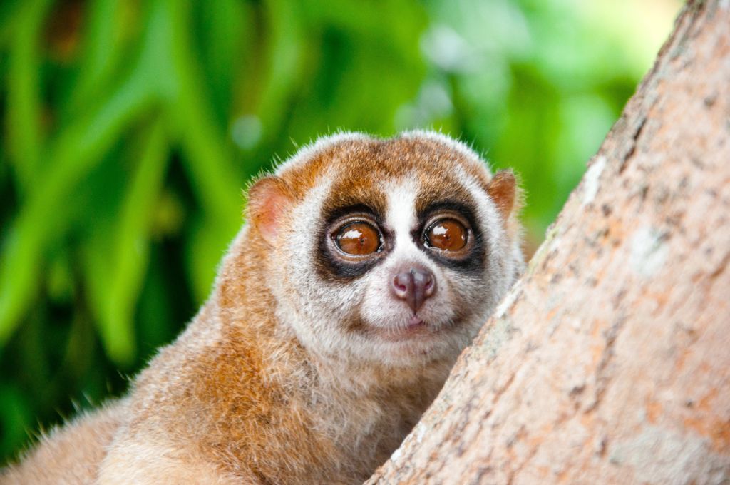 Kayan-Plumplori schaut neugierig hinter einem Baum hervor, seine großen, leuchtenden Augen spiegeln eine Welt voller Wunder wider.