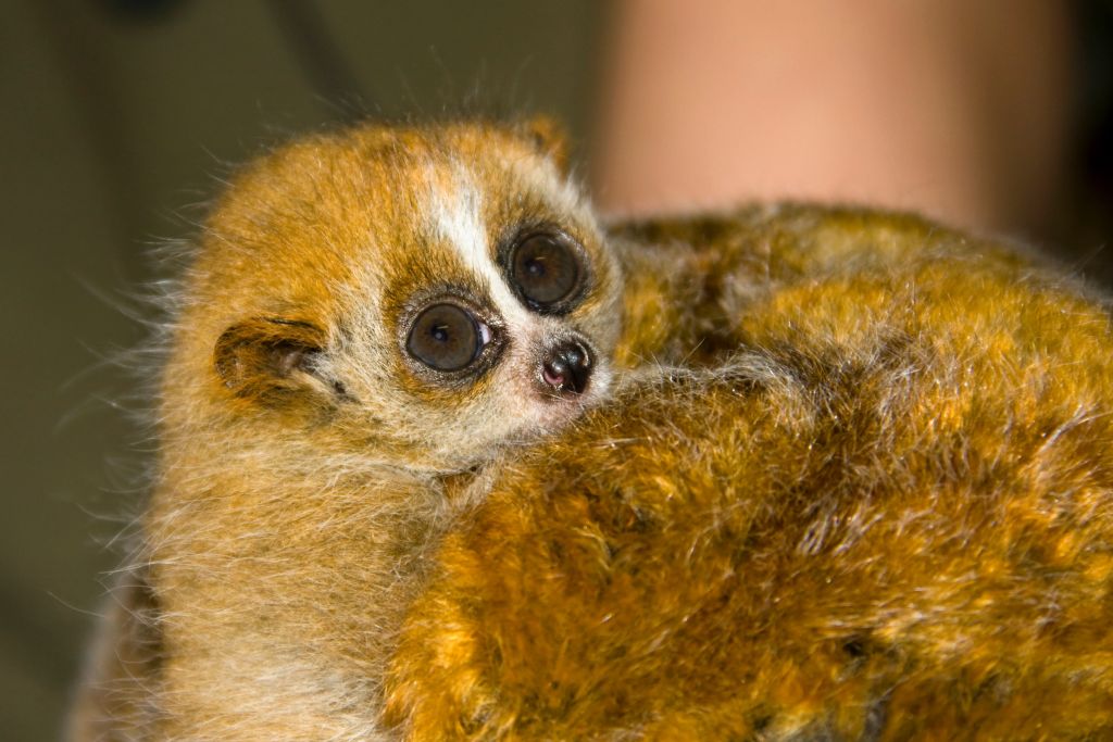 Plumplori Babys kuscheln sich in Sicherheit.