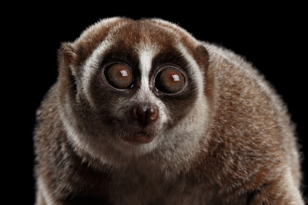 Plumplori Haltung illegal in Deutschland – ein ausdrucksvolles Plumplori blickt in die Ferne, isoliert auf schwarzem Hintergrund.