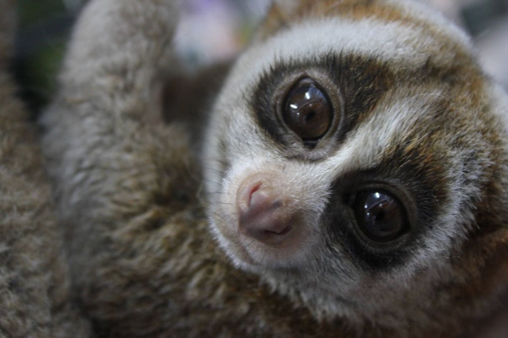 Plumploris Haustier blickt mit großen, runden Augen in die Kamera. Aber beachte die Gesetze deines Landes. In vielen Ländern ist die Haltung illegal.