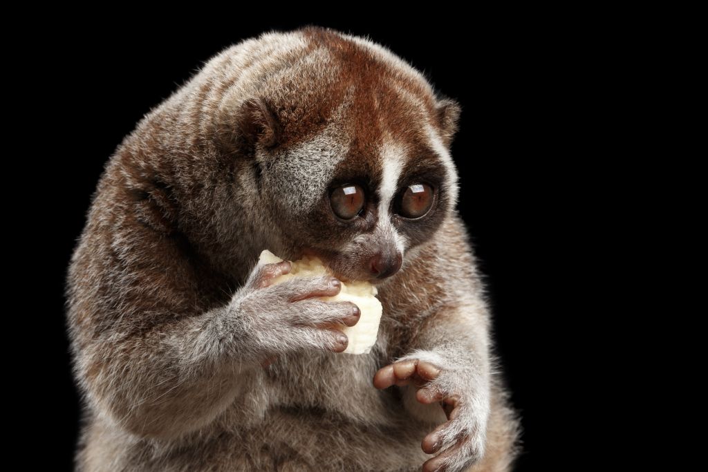 Was ist ein Plumplori, beim Essen einer Frucht.