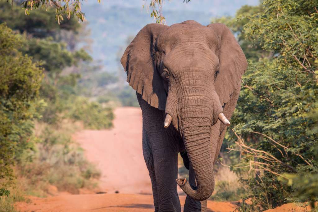 Afrikanischer Elefantenbulle auf Weg