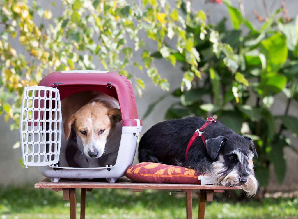 Aluminium- und Metallboxen für Hunde