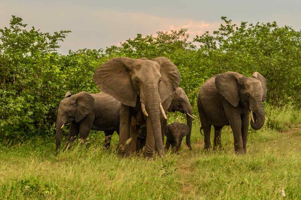 Elefantenfamilie in der Savanne