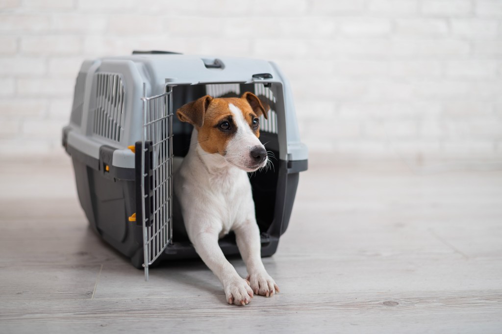 Transportboxen für Hunde