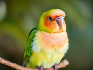 Pfirsichköpfchen kaufen